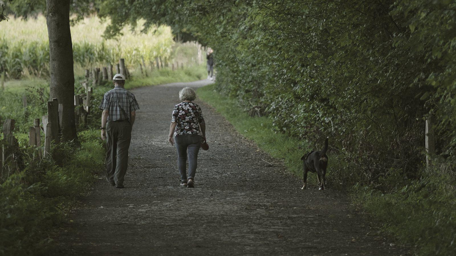 Older couple walking a dog along a tree-lined country lane, seen from behind