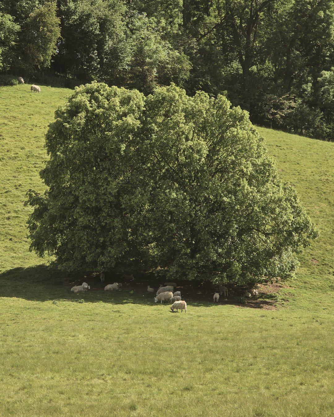 Sheep resting in the shade of a large tree on a sloping green pasture