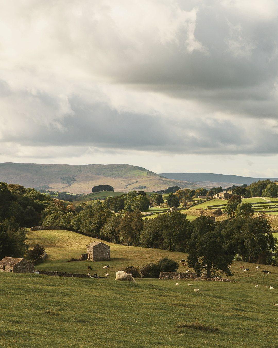 Sheep and cattle grazing among drystone walls and stone barns in a green dale